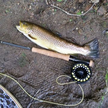 Orvis SILVER LABEL TL TIPFLEX 10.0 Orvis 12'-6